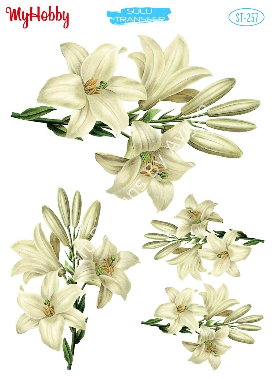 My Hobby SULU TRANSFER 257