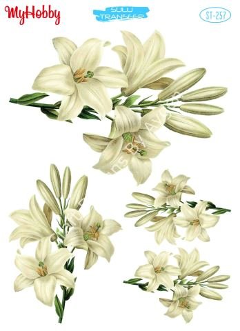 My Hobby SULU TRANSFER 257