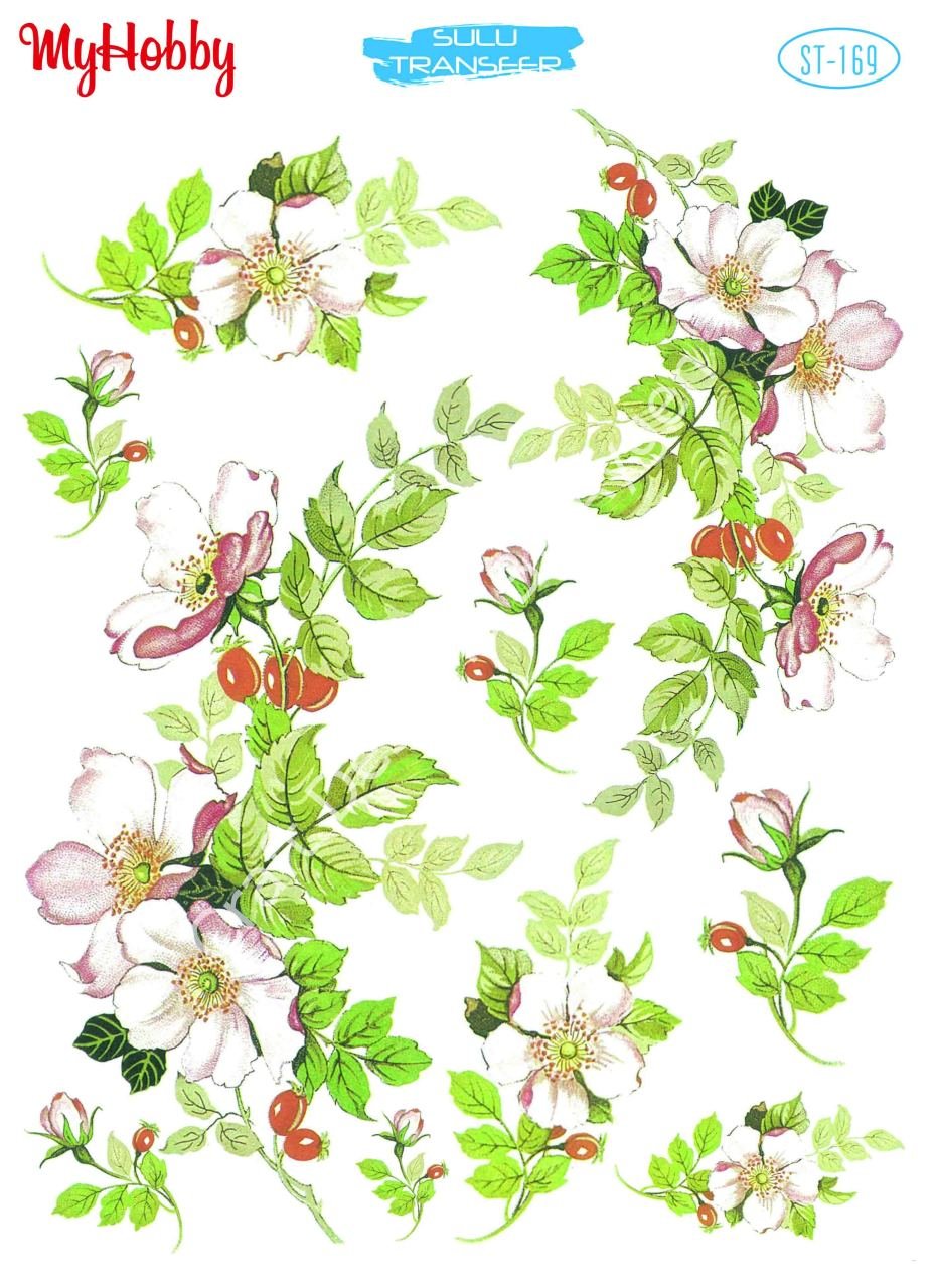 My Hobby SULU TRANSFER 169