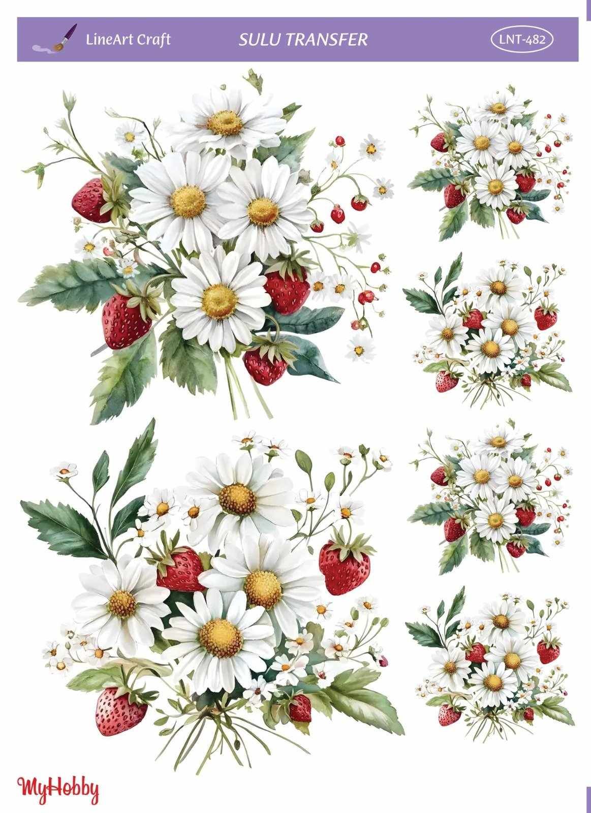 Lineart SULU TRANSFER LNT 482