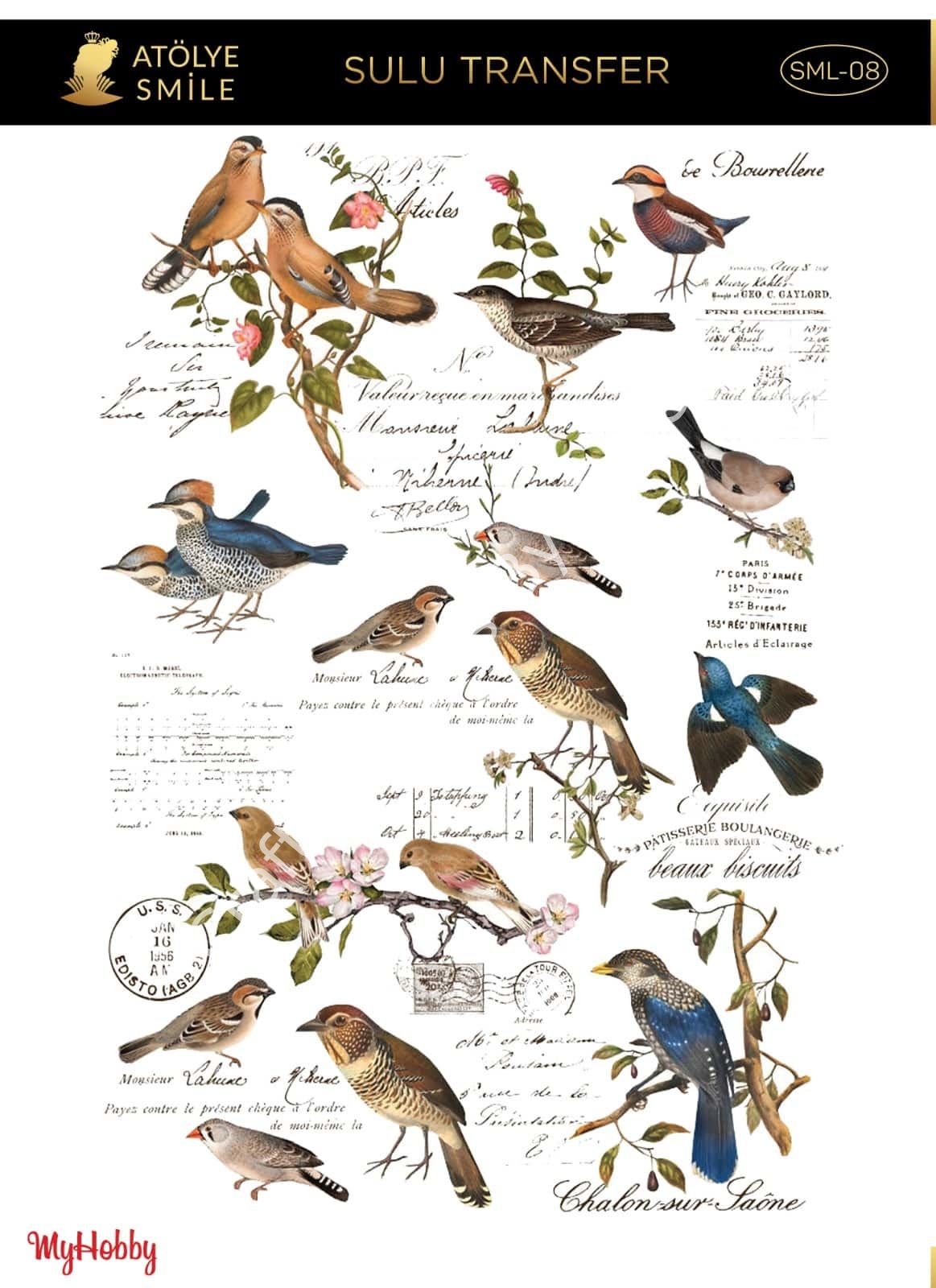 SMİLE SULU TRANSFER SML-08