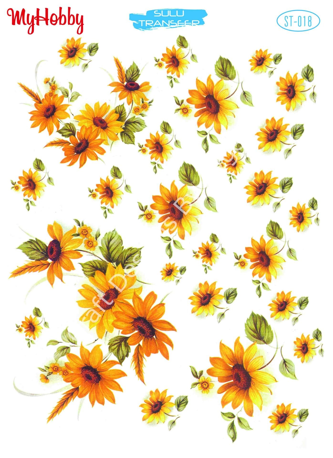 My Hobby SULU TRANSFER 018