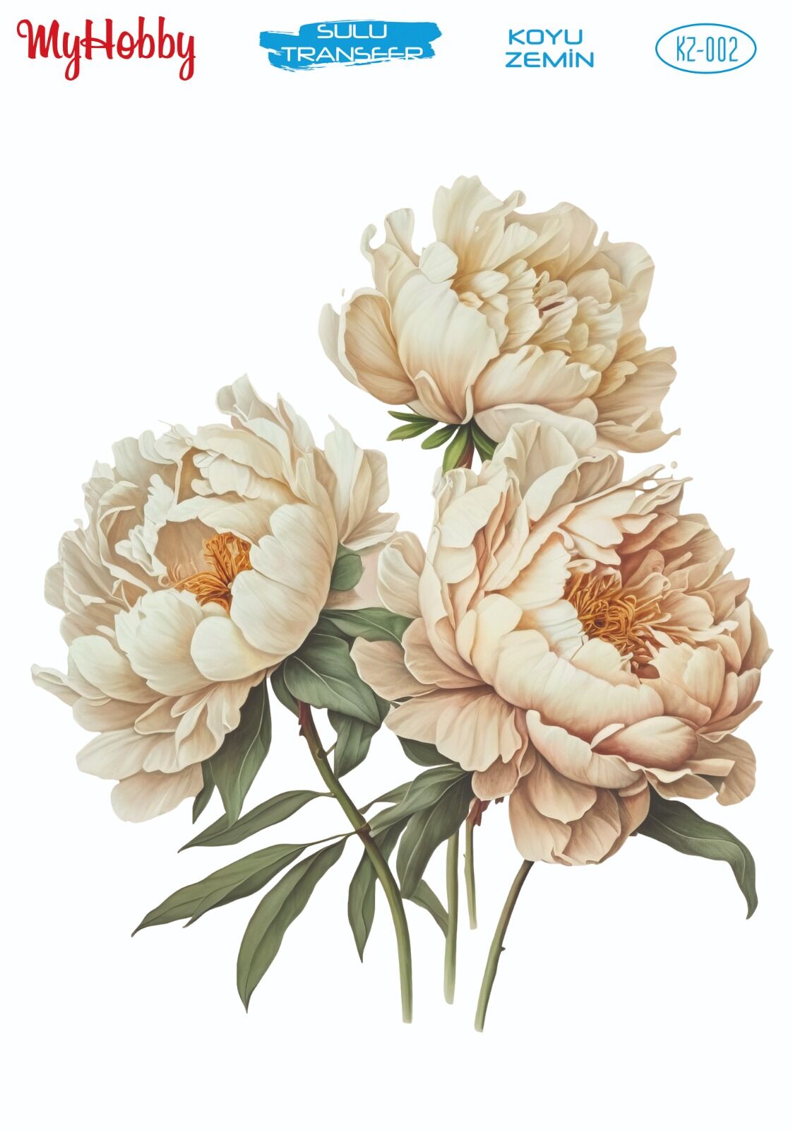 My Hobby KOYU ZEMİN SULU TRANSFER KZ002