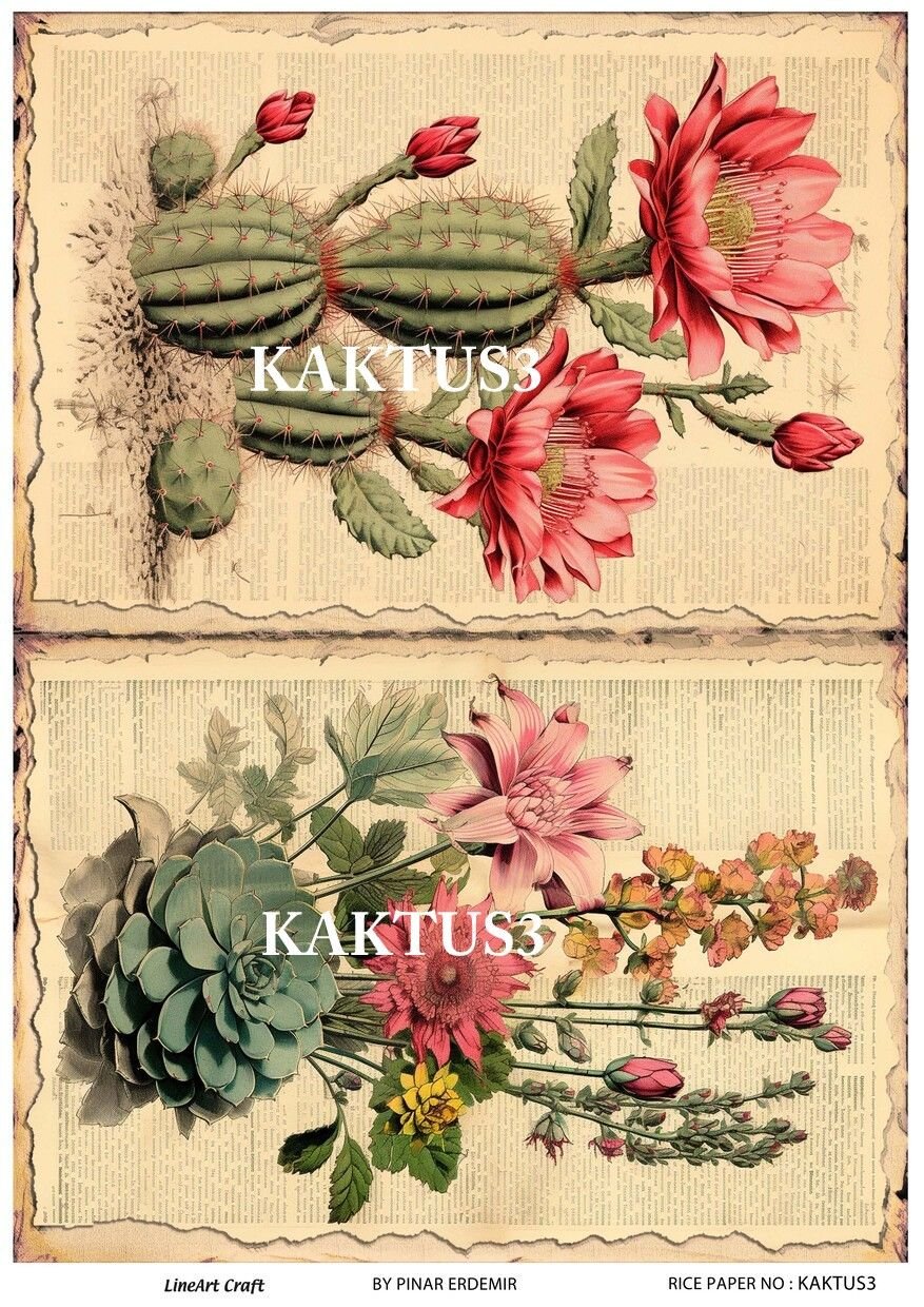 KAKTUS 03
