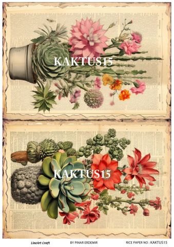 KAKTUS 15