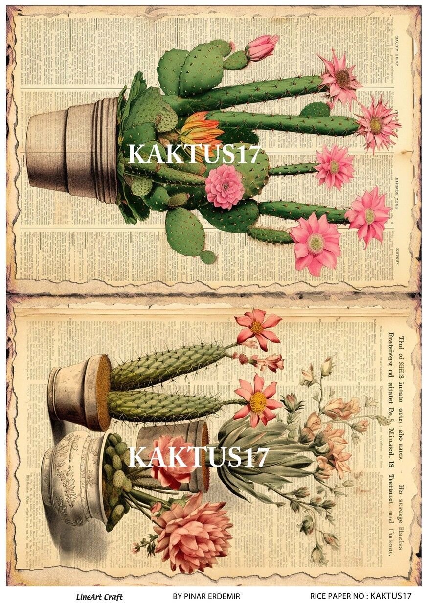 KAKTUS 17