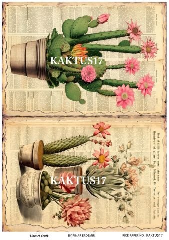 KAKTUS 17