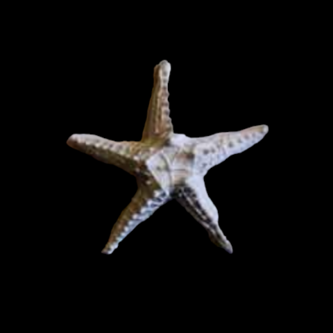 Boyanabilir Polyester Ham Objeler -DUVAR DENİZ YILDIZI 16X16 CM